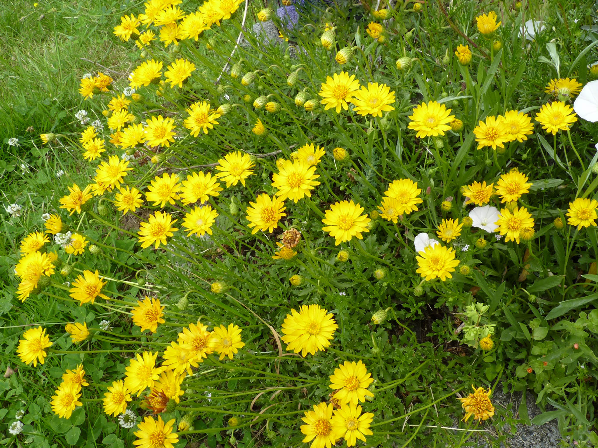 Haplopappus glutinosus photo